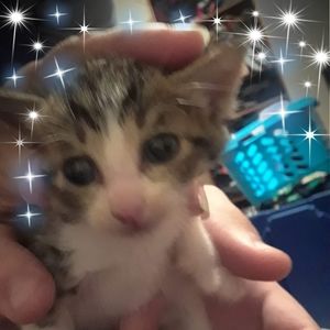 Meet your Posher, Nancy